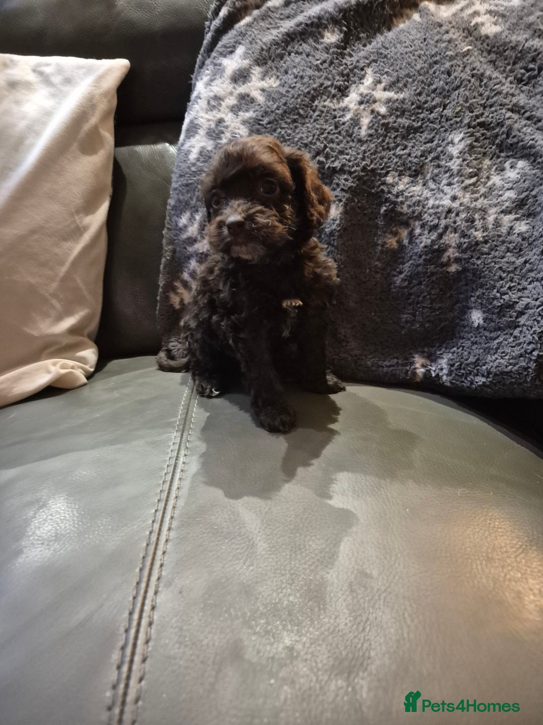 Cockapoo dogs for sale: F1 cockapoo's - ready next week  - Advert 6