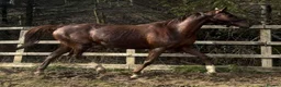 English Thoroughbred horses for sale: Lovely TB Chesnut Mare 2020 - Advert 3