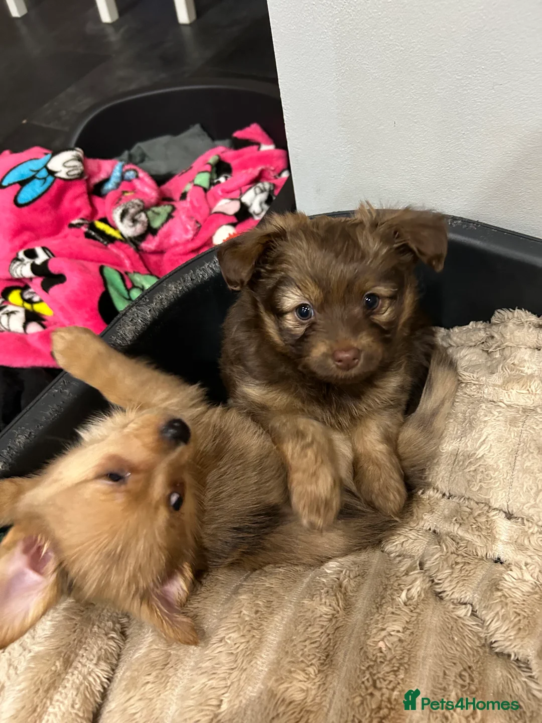 Mixed Breed dogs for sale: Miniature dachshund pomeranian sausage dog small  - Advert 9