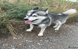 Pomsky dogs for sale: Pomsky - Image 2