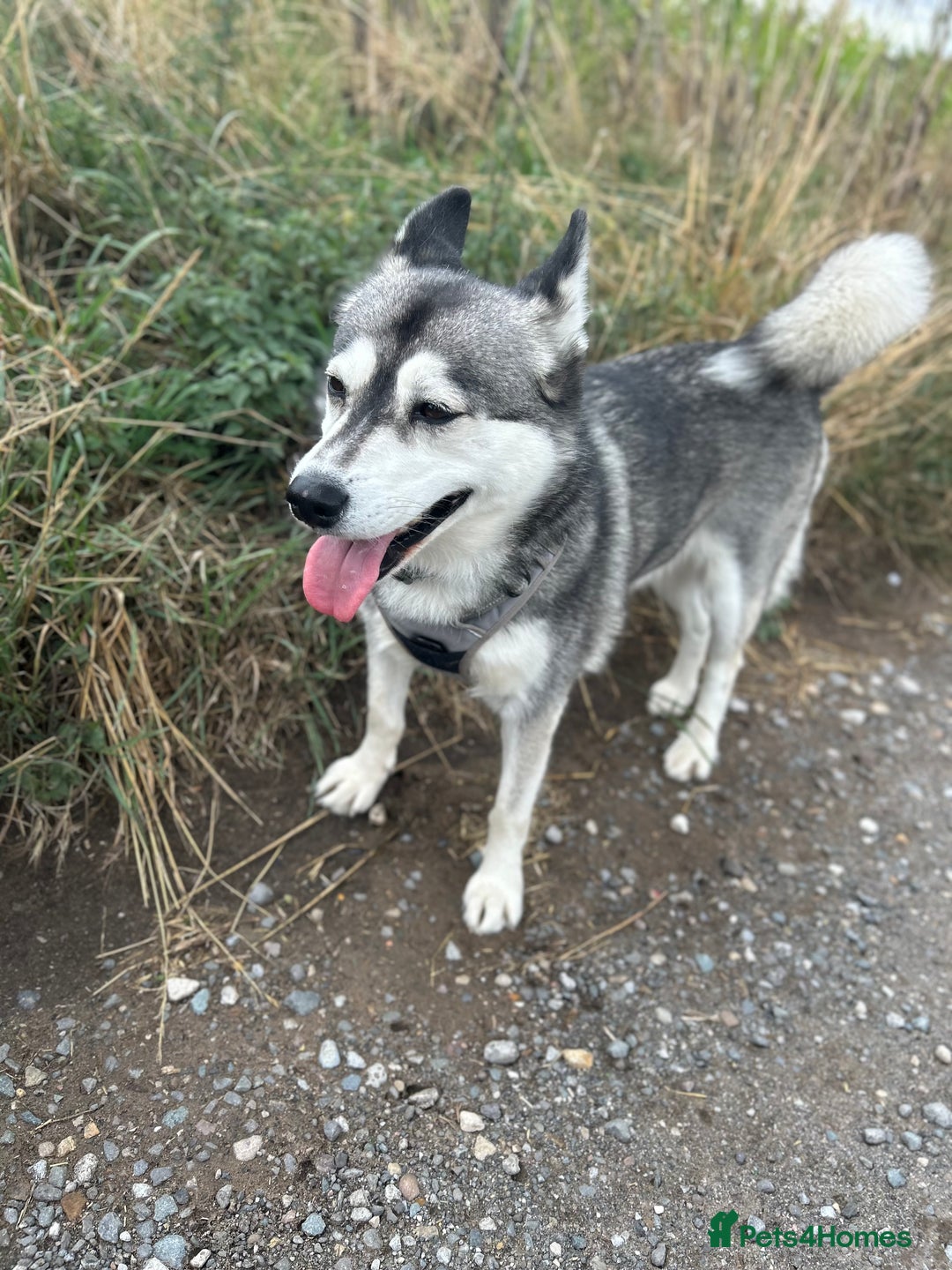 Pomsky dogs for sale: Pomsky - Image 2