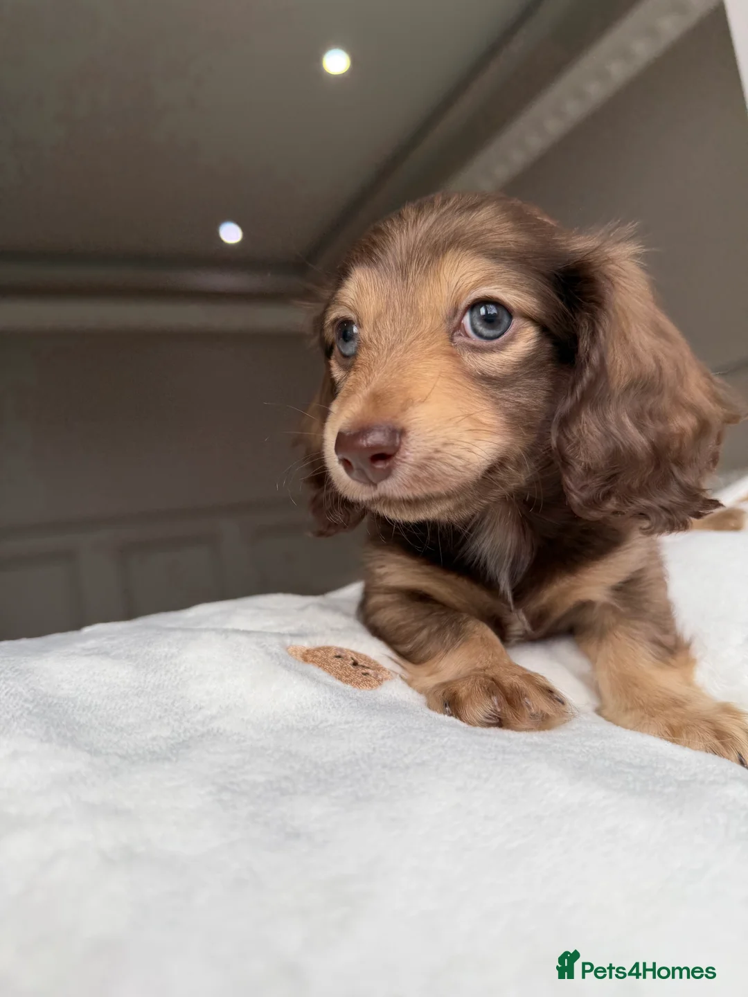 Miniature Dachshund dogs for sale: Clear cream miniature dachshunds  - Advert 3