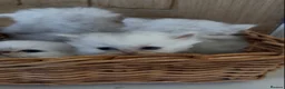 Persian cats for sale: Confidence silver tipped Persian kittens - Advert 6