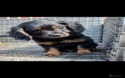 Cavapoo dogs for sale: Cavapoo rare black &tan health tested  - Image 30