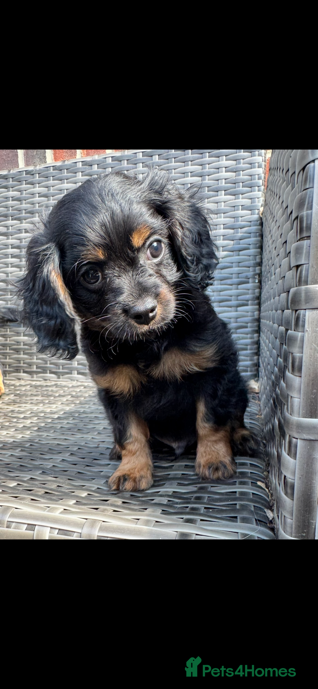 Cavapoo dogs for sale: Cavapoo rare black &tan health tested  - Image 30