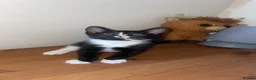 Mixed Breed cats for sale: 2 female kittens  in Weymouth - Advert 3