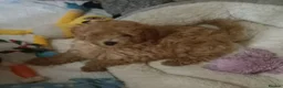 Toy Poodle dogs for sale: Last Beautiful Toy Poodle girl. - Advert 3