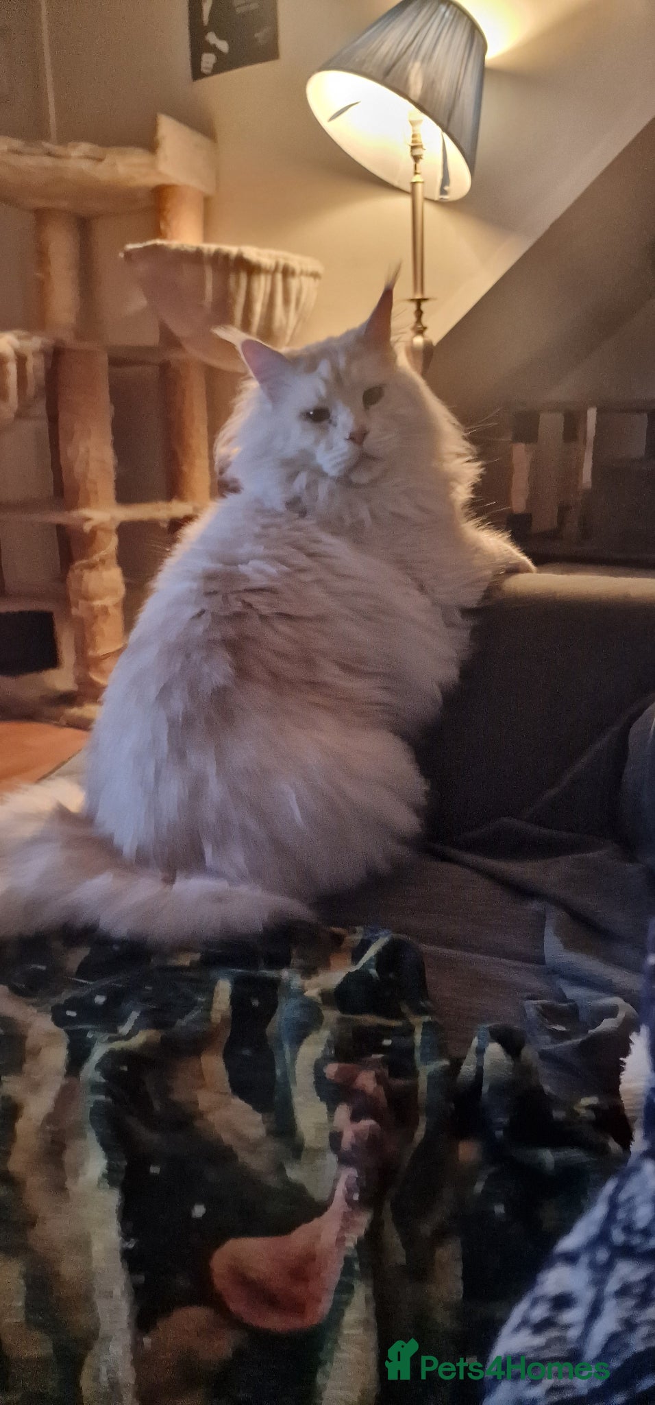 Maine Coon cats Gorgeous Tica reg Maine Coon boy - Advert 6