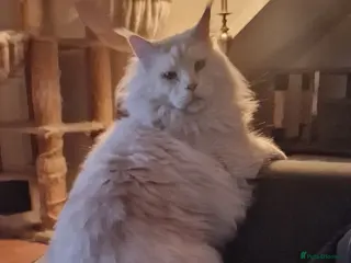 Maine Coon cats Gorgeous Tica reg Maine Coon boy - Advert 6