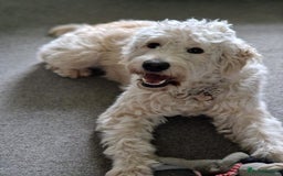 Goldendoodle dogs for sale: Goldendoodle Puppies - Health Tested Parents - Image 11