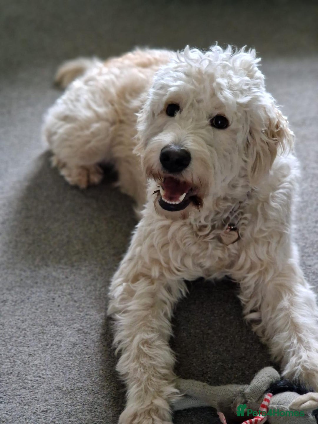 Goldendoodle dogs for sale: Goldendoodle Puppies - Health Tested Parents - Image 11