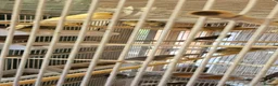 Canaries birds for sale: Mixed green gloster canaries for sale  - Advert 15