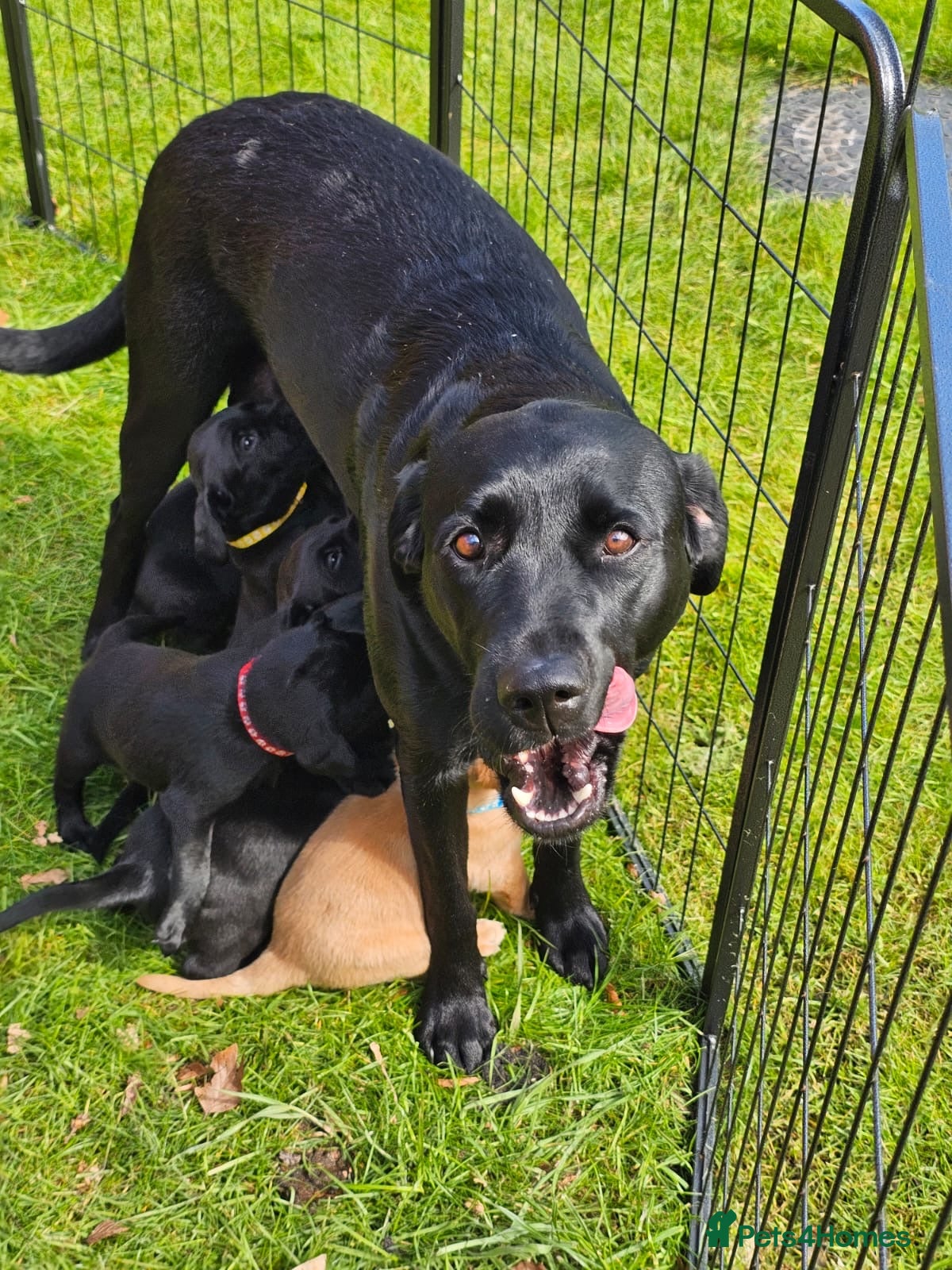 Labrador Retriever dogs KC labradors  - Advert 3