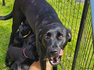 Labrador Retriever dogs KC labradors - Advert 1