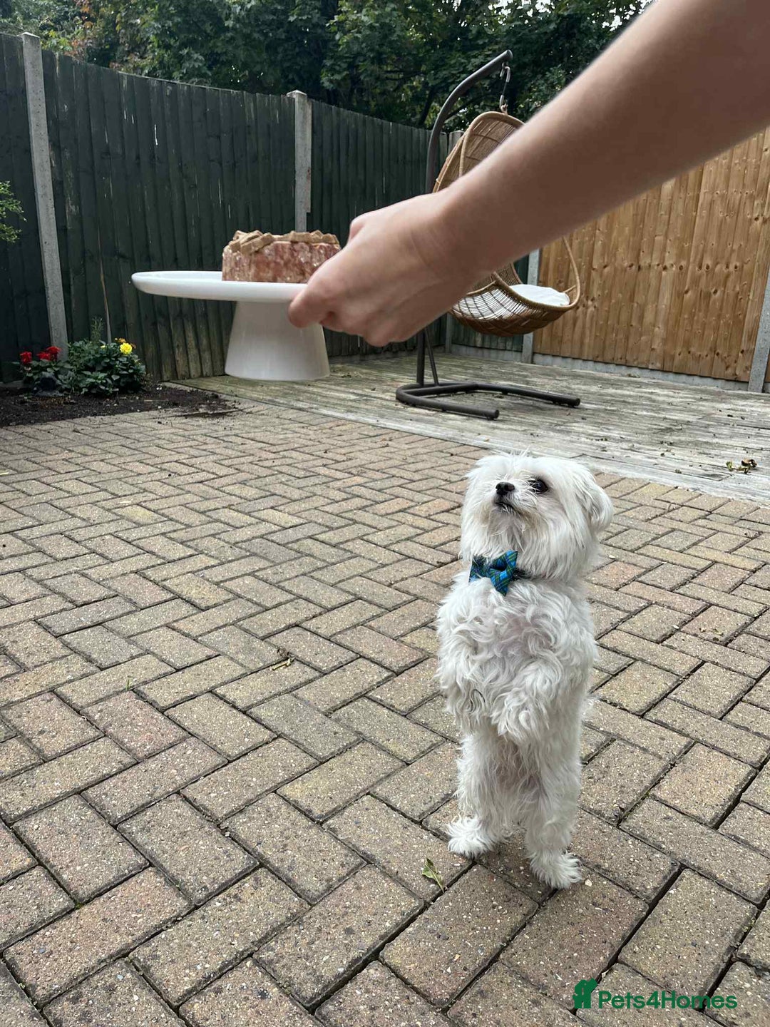 Maltese dogs for stud: Mrs Bubble - Advert 2