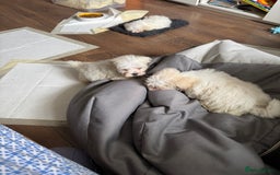 Maltese dogs for sale: Beautiful Maltese puppies ready to go. - Image 5