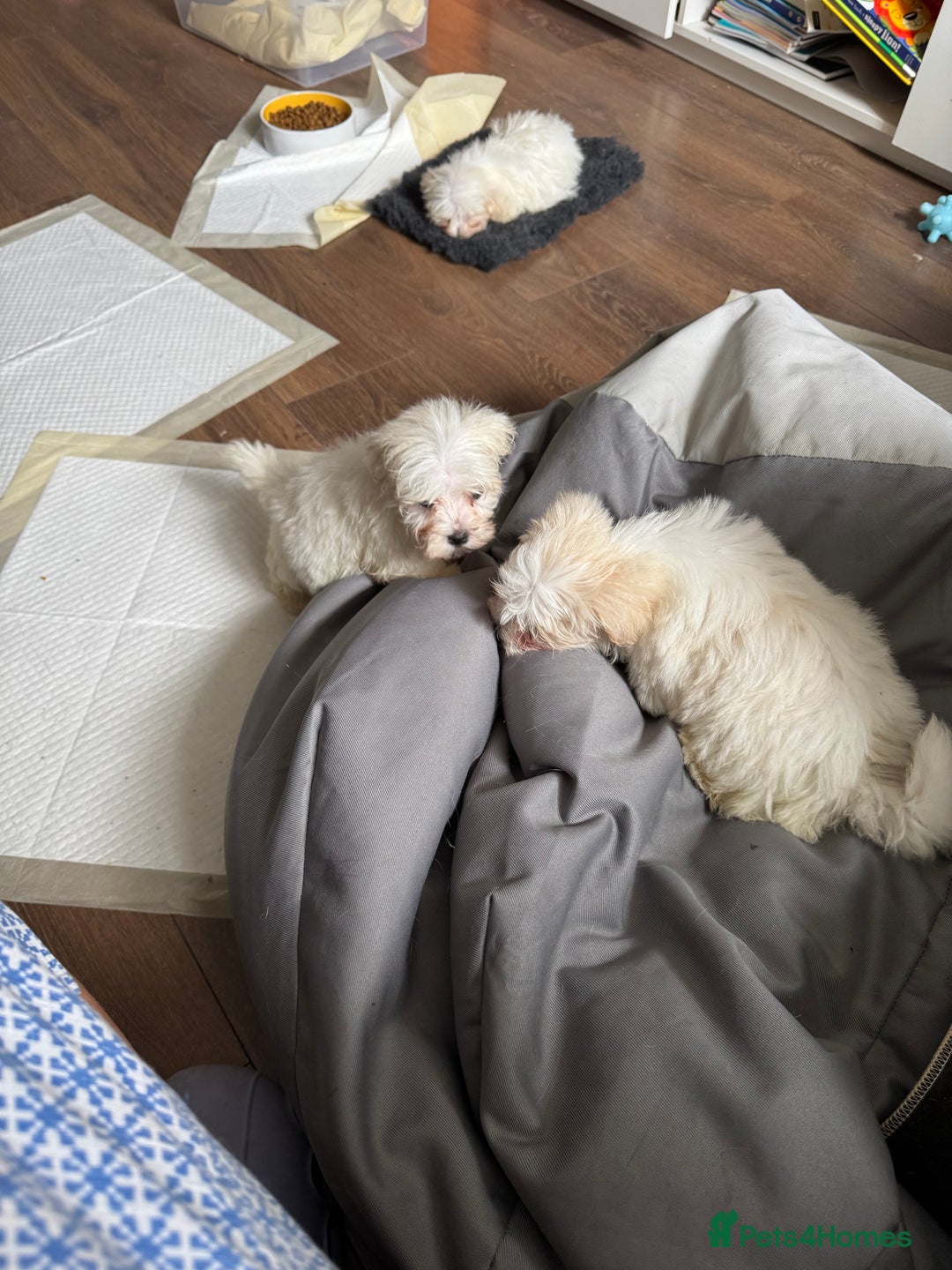 Maltese dogs for sale: Beautiful Maltese puppies ready to go. - Image 5