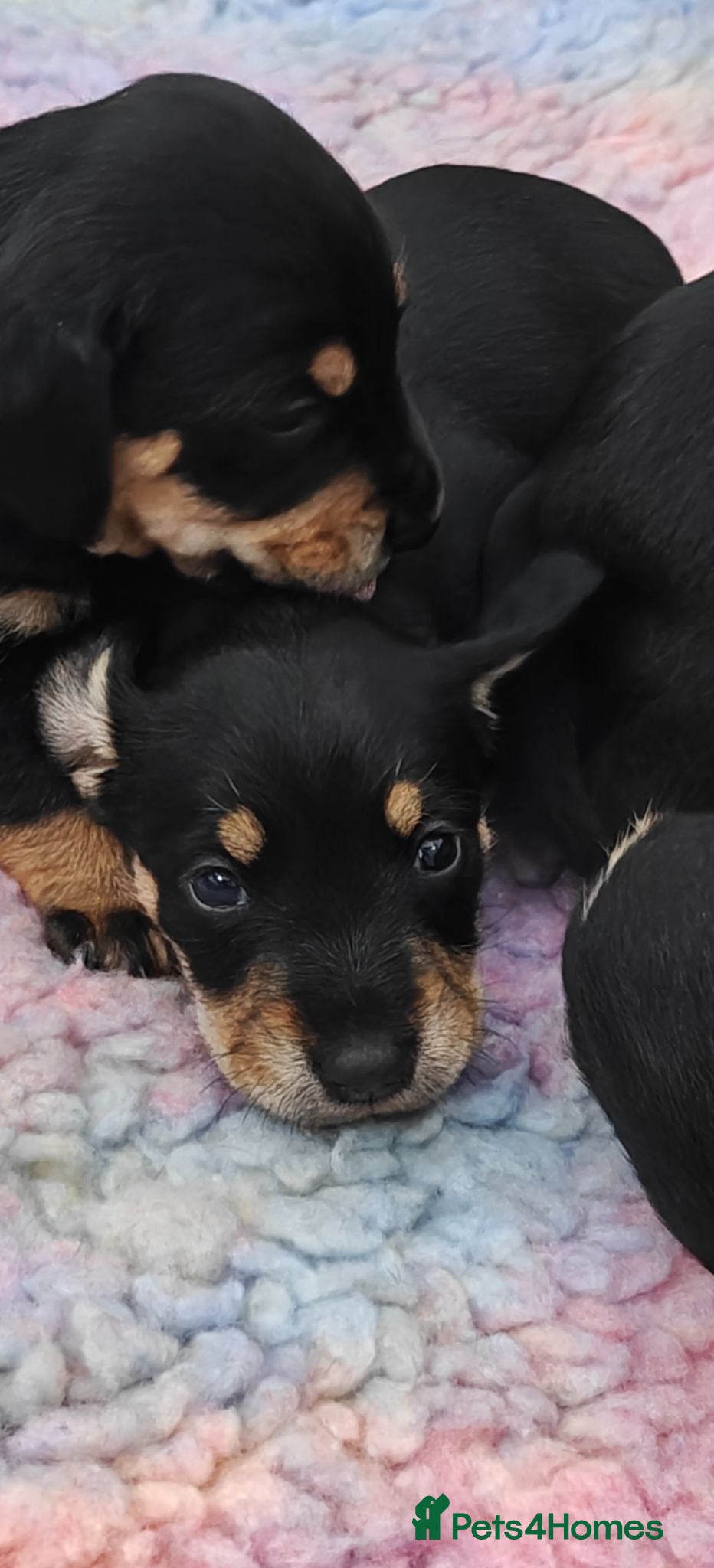 Mixed Breed dogs Mini Schnauzer /Mini Daxi F1 Schnoxie puppies  - Advert 2