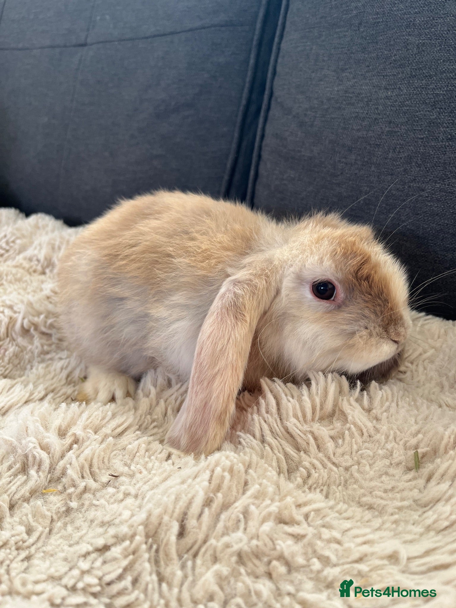 Mini Lop rabbits Bunny’s looking for their forever homes 🏡🐰 - Advert 2