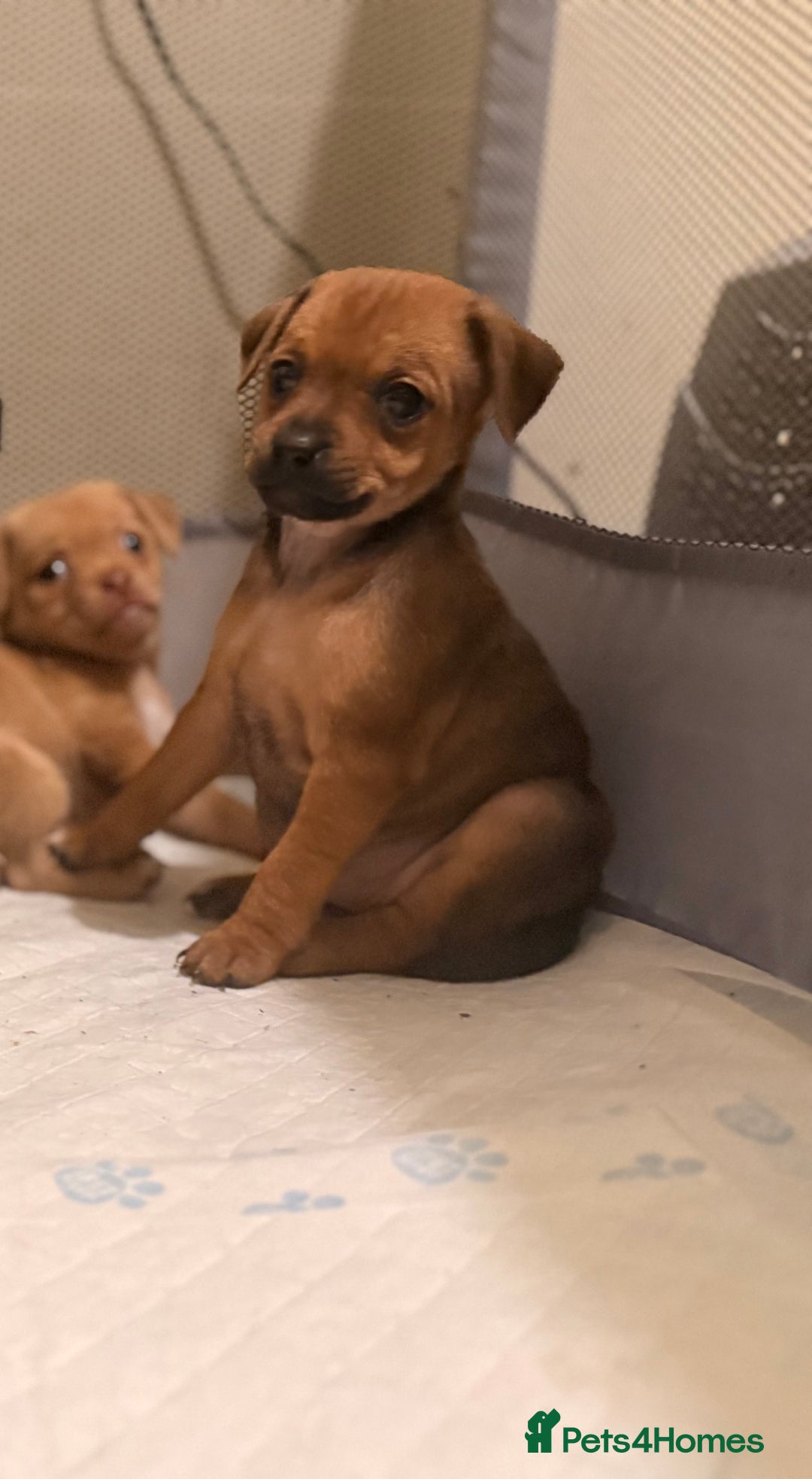 Mixed Breed dogs for sale: Last female jackmix pup *Ready Now* - Advert 5