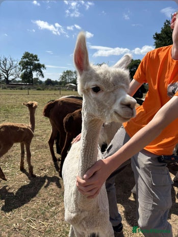Alpaca livestock - Advert 19