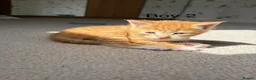 Domestic Shorthair cats for sale: 3 x beautiful kittens ready now  in Nelson - Advert 7
