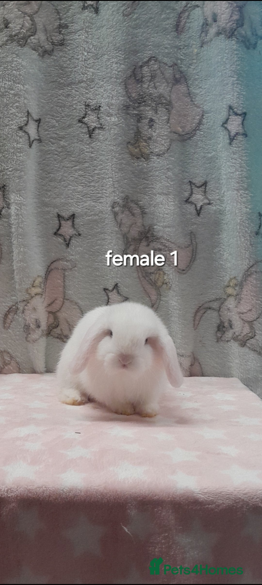 Mini Lop rabbits for sale: Purebred mini lops ready now  - Advert 5