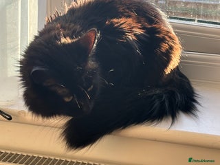 Mixed Breed cats Black long haired female cat - Advert 6
