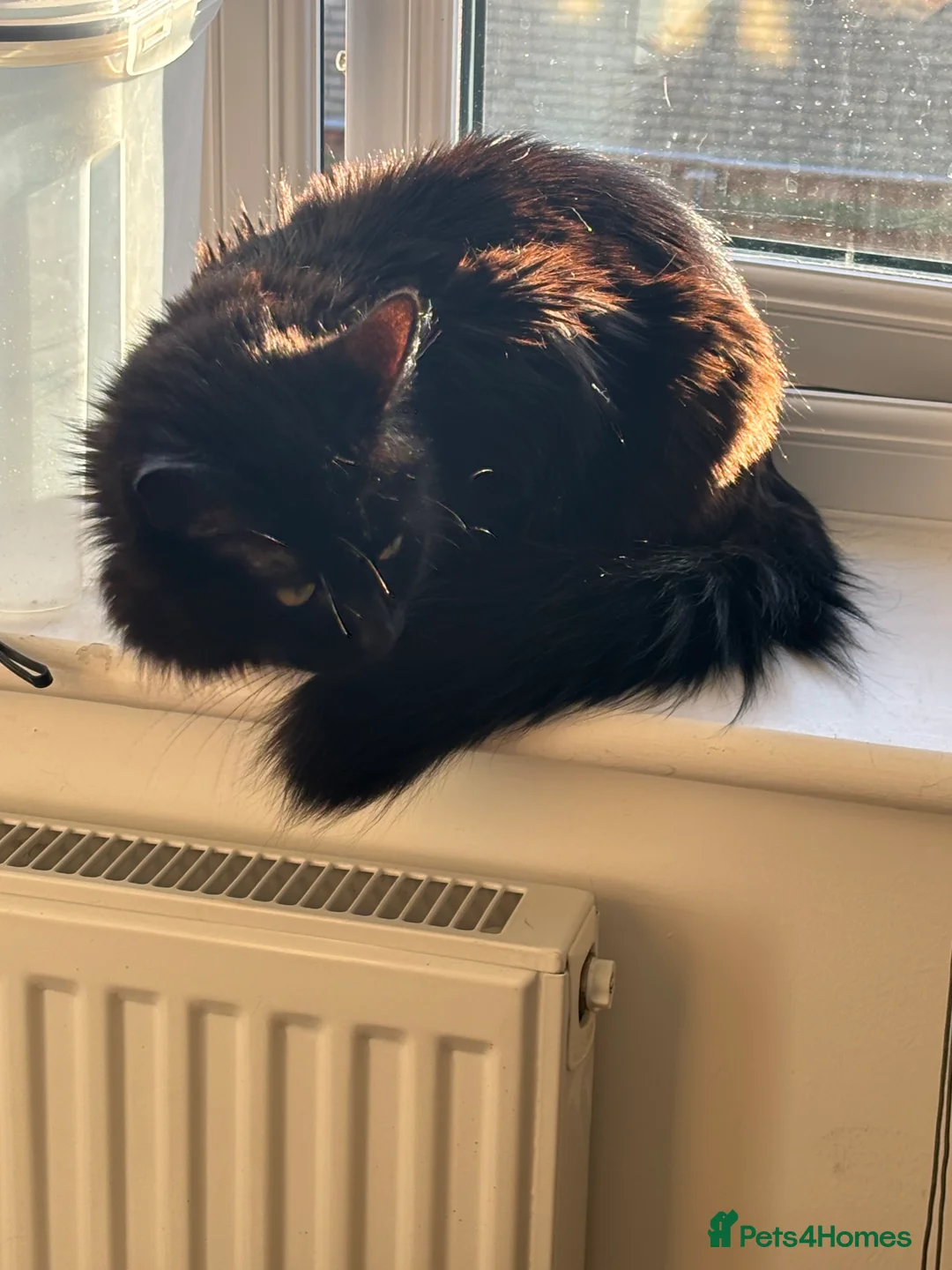 Mixed Breed cats for sale: Black long haired female cat - Advert 1