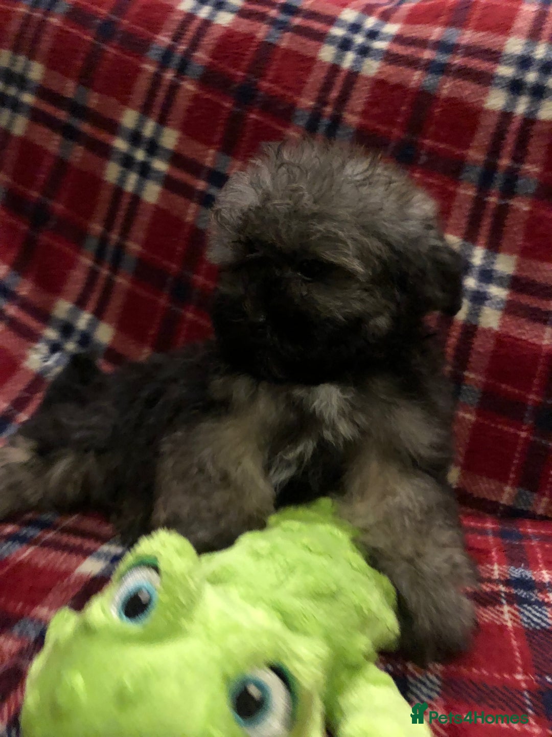 Shihpoo dogs for sale: shihpoo puppies for sale  - Advert 18