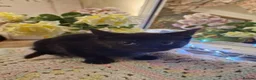 Mixed Breed cats for sale: Beautiful kittens for sale - Advert 11