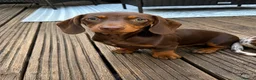 Miniature Dachshund dogs for sale: Beautiful KC miniature Dachshund Puppies 🌟 in Romford - Advert 6
