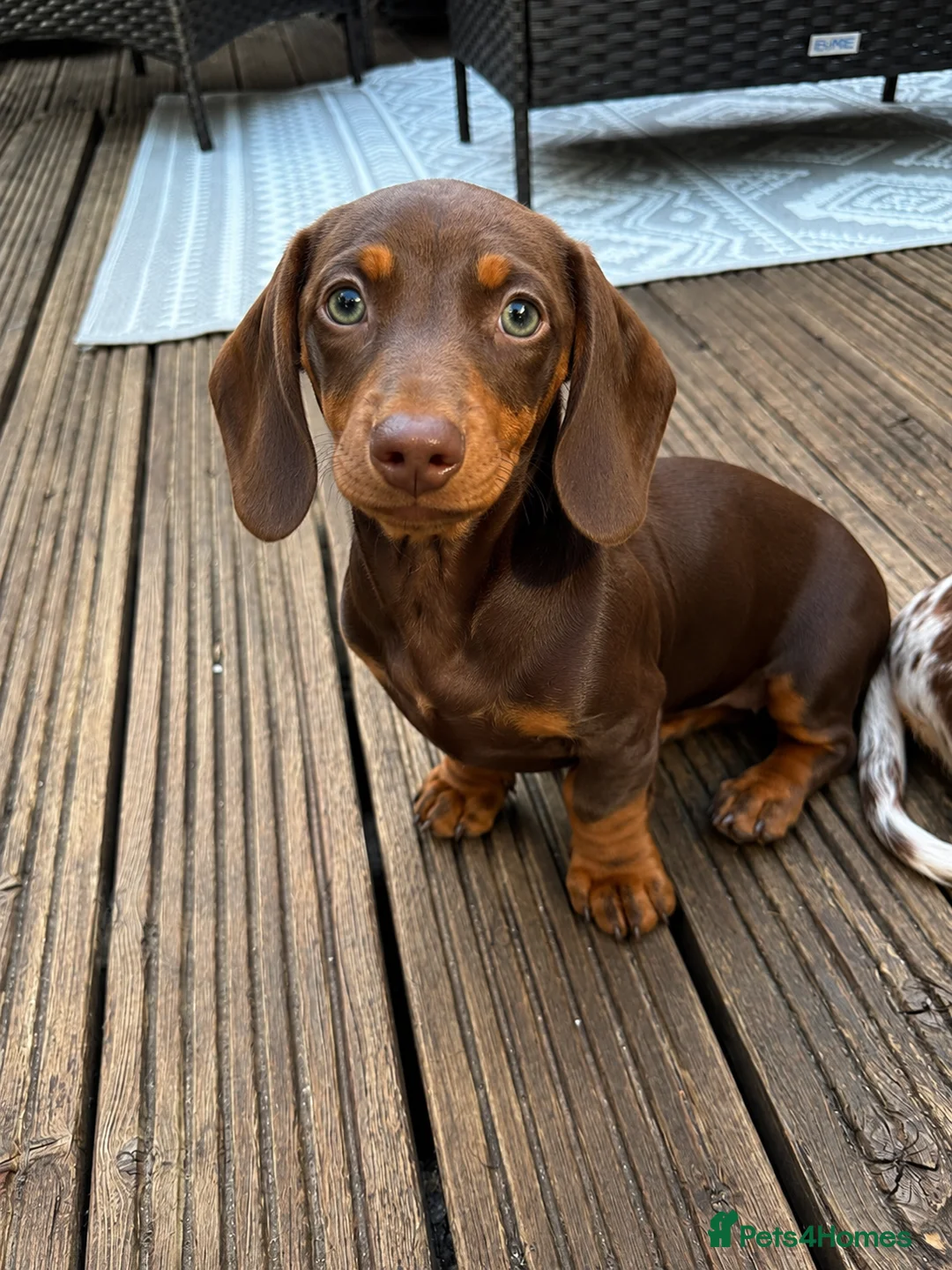 Miniature Dachshund dogs for sale: Beautiful KC miniature Dachshund Puppies 🌟 in Romford - Advert 6