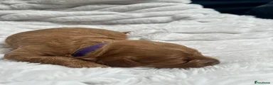 Cavapoo Puppy Purple