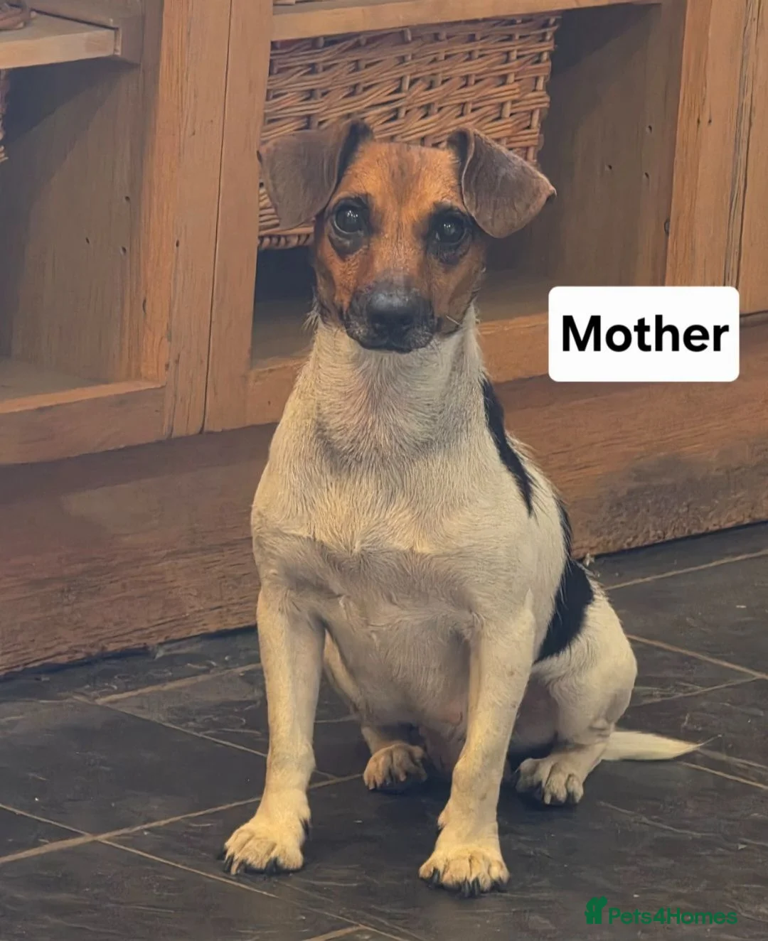 Jack Russell dogs for sale: Traditional Working Jack Russell Pups  - Advert 17