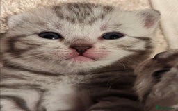 British Shorthair cats for sale: GCCF British Shorthair Silver Tabby Kittens - Image 6