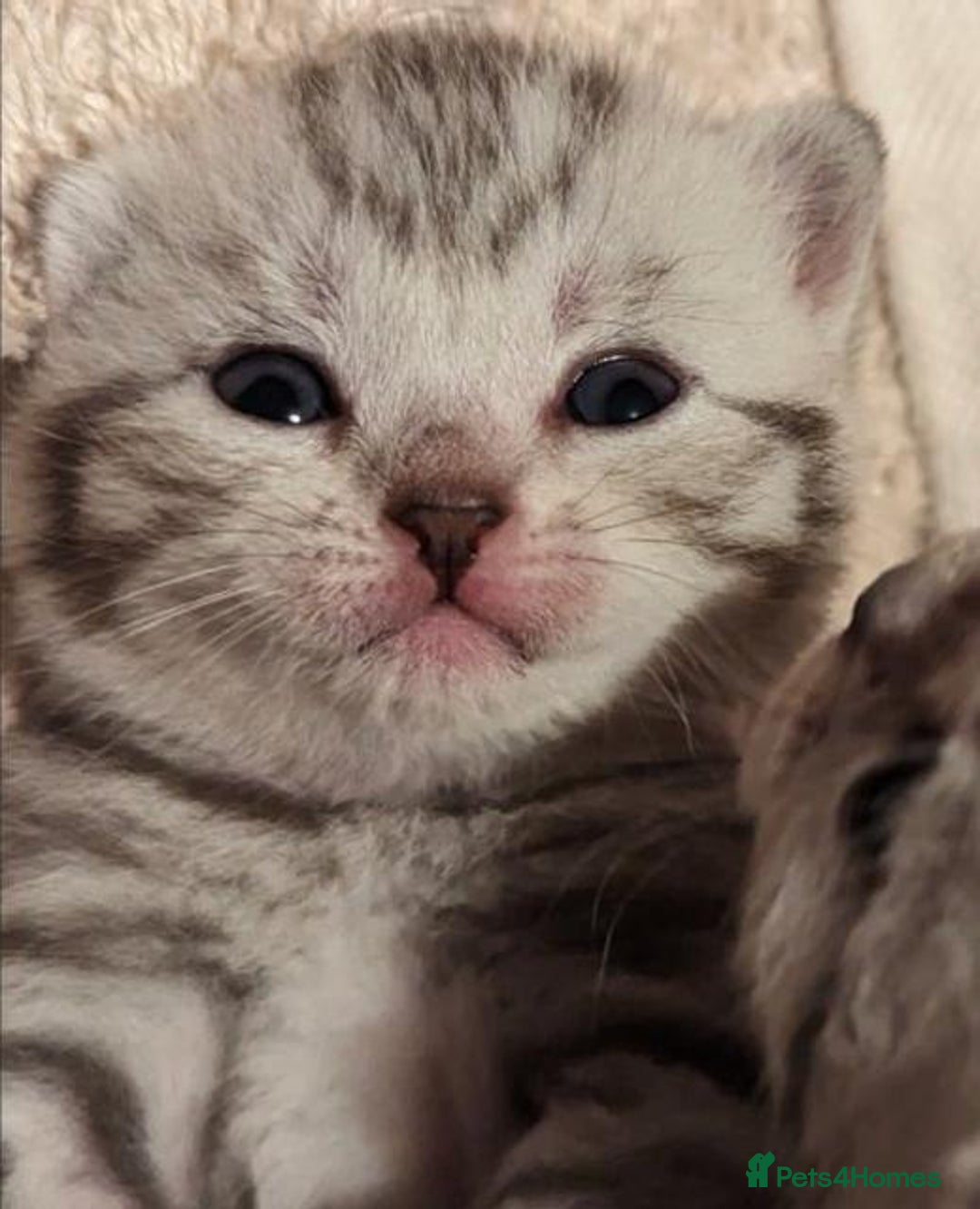 British Shorthair cats for sale: GCCF British Shorthair Silver Tabby Kittens - Image 6