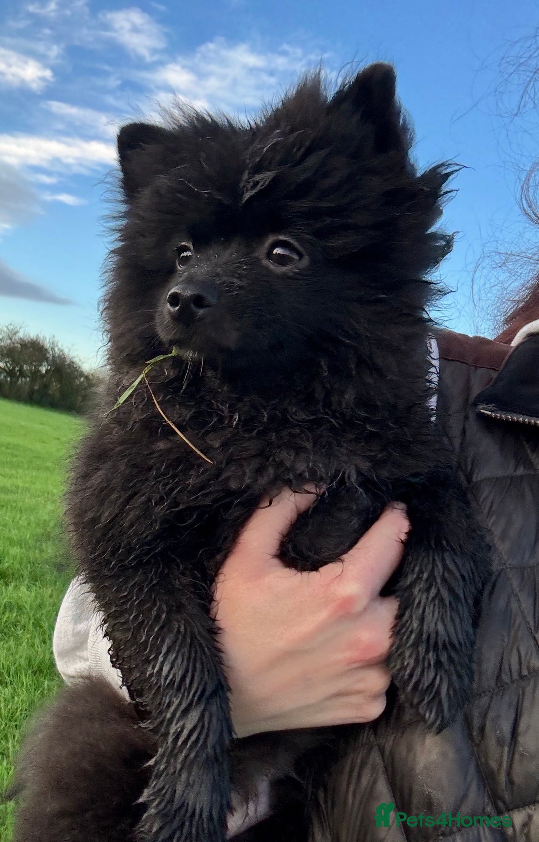Pomeranian dogs for sale: BEAR 7 month pomeranian - Advert 3