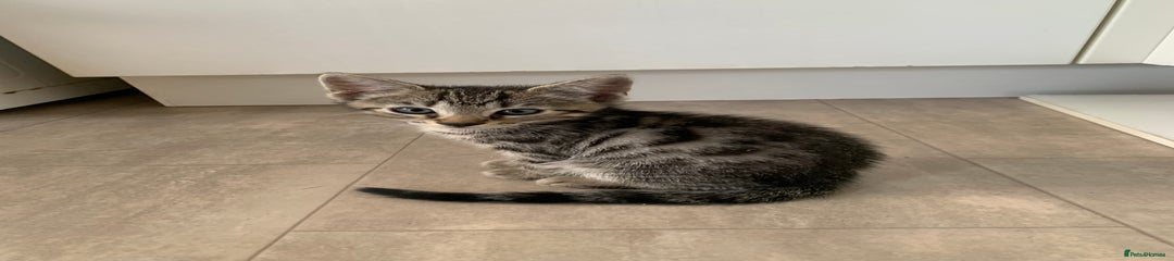 Bengal Kitten 4