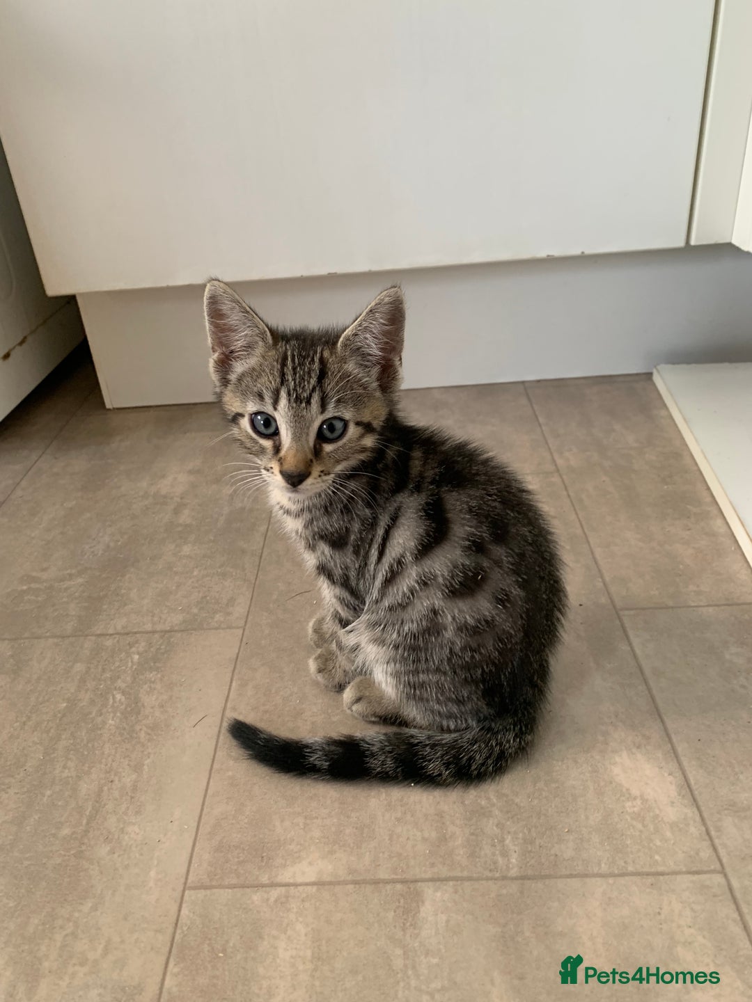 Bengal cats for sale: Bengal cross - Image 2
