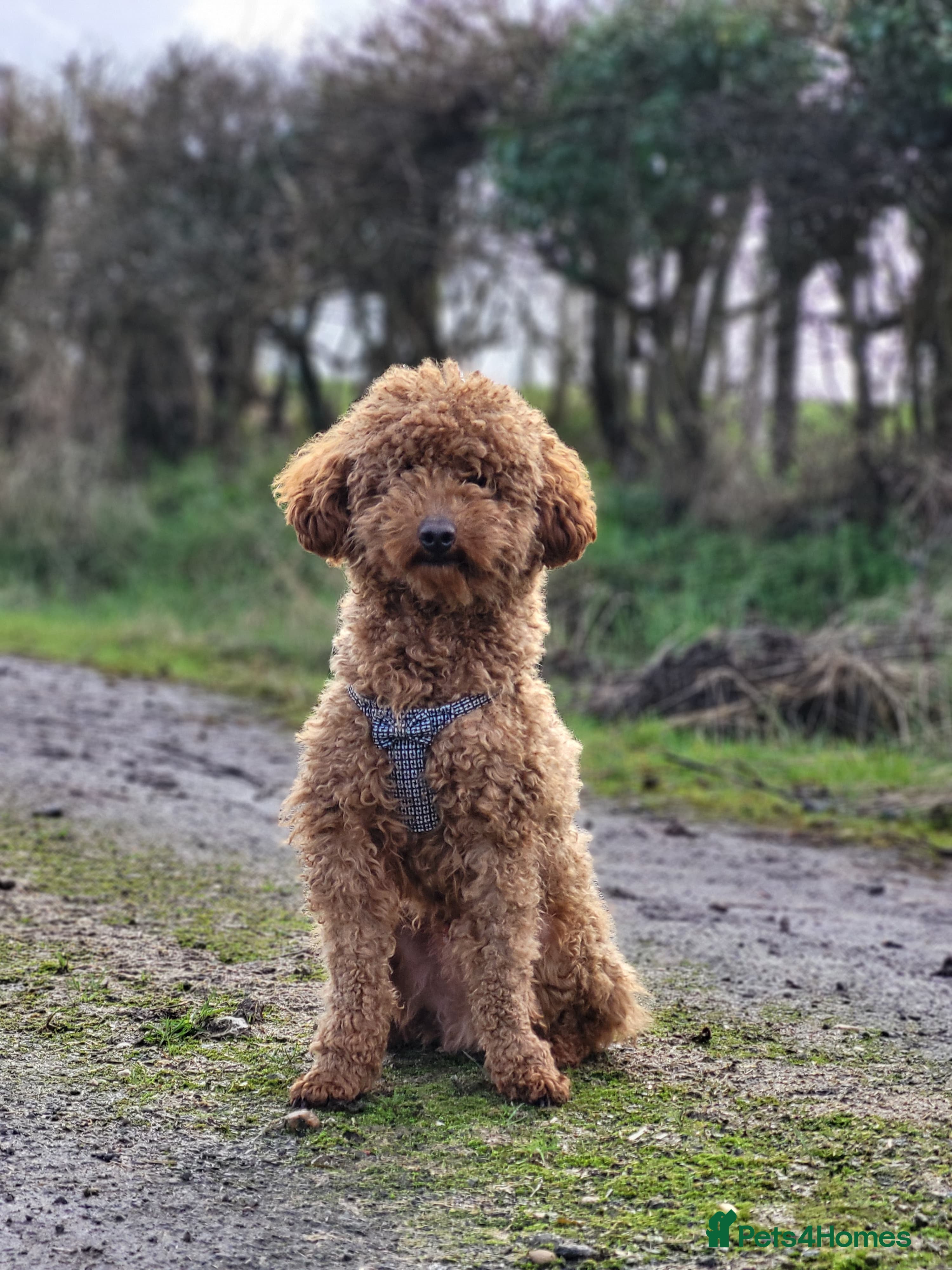 Miniature Poodle dogs Loving Mini Poodles seeking their new home - Advert 16