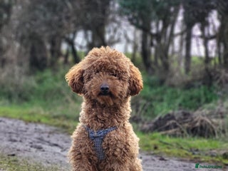 Miniature Poodle dogs Loving Mini Poodles seeking their new home - Advert 1