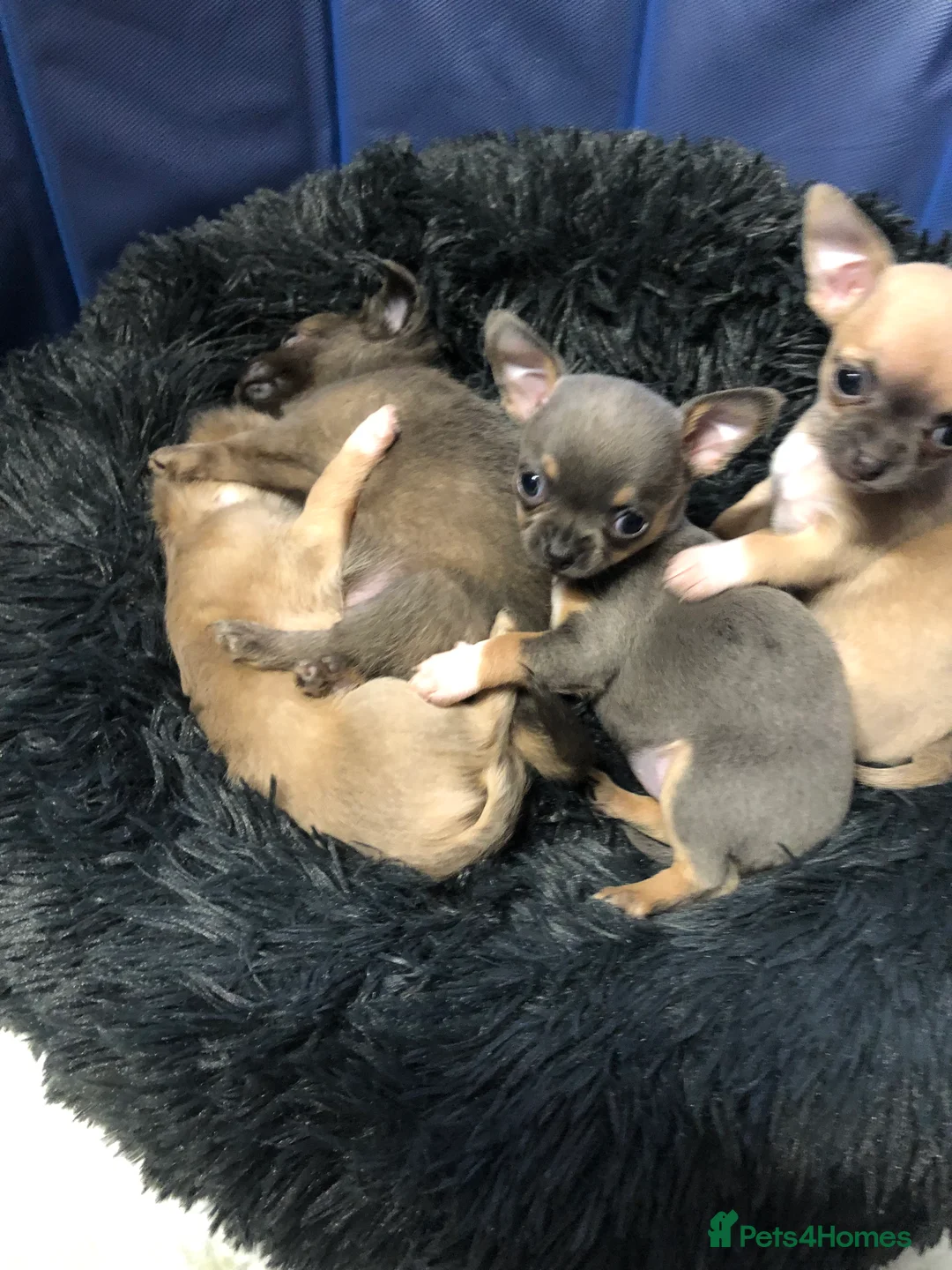 Chihuahua dogs for sale: Long haired and short haired chihuahua puppies - Advert 2
