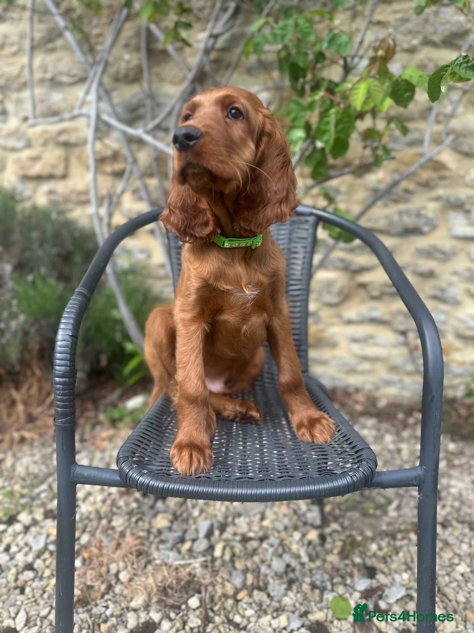 Irish Setter dogs READY NOW 🩵🩷 KC Registered Irish Setter Puppies - Advert 1