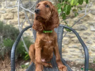 Irish Setter dogs READY NOW 🩵🩷 KC Registered Irish Setter Puppies - Advert 1