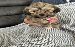 Shih Tzu dogs for sale: Shih Tzu puppies  - Image 10