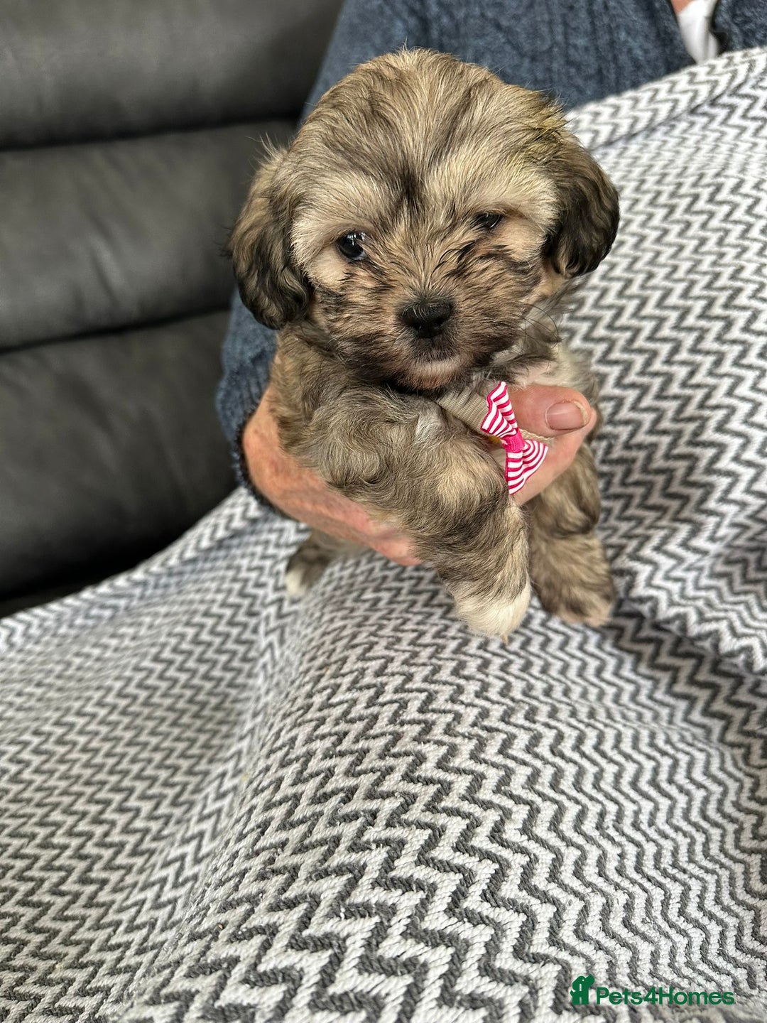Shih Tzu dogs for sale: Shih Tzu puppies  - Image 10