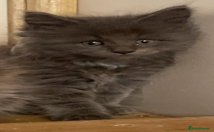 Maine Coon cats - Advert 12