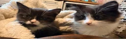 Mixed Breed cats for sale: 2 x adorable kittens in Dudley - Advert 4