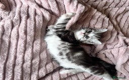 Persian cats for sale: Persian Kitten 2 - 1 Silver Doll Faced X Persian female  - Image 7